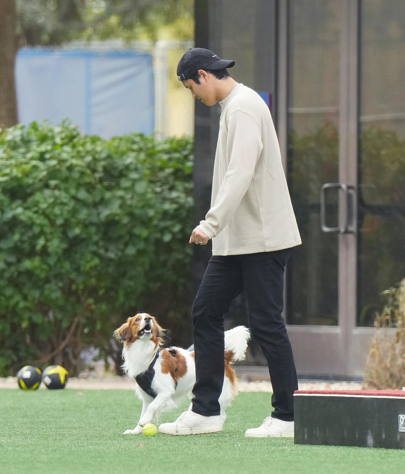 キャンプ地の施設を愛犬デコピンと遊ぶドジャース大谷（撮影・菅敏）