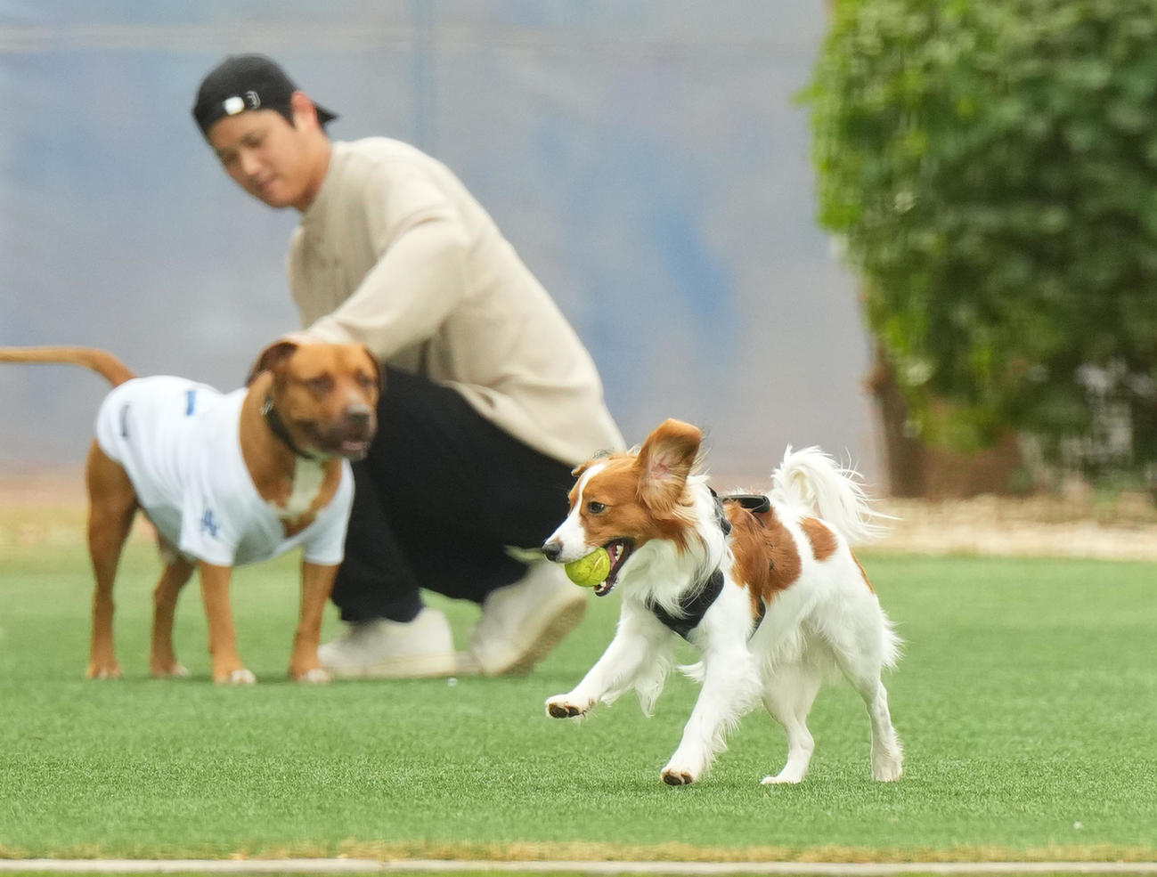 キャンプ地で関係者のワンちゅんをかわいがる大谷（後方）を背に走り回る愛犬デコピン（撮影・菅敏）