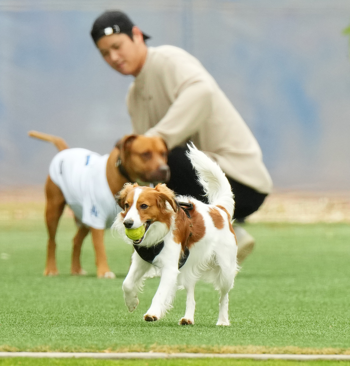 キャンプ地で関係者のワンちゅんをかわいがる大谷（後方）を背に走り回る愛犬デコピン（撮影・菅敏）