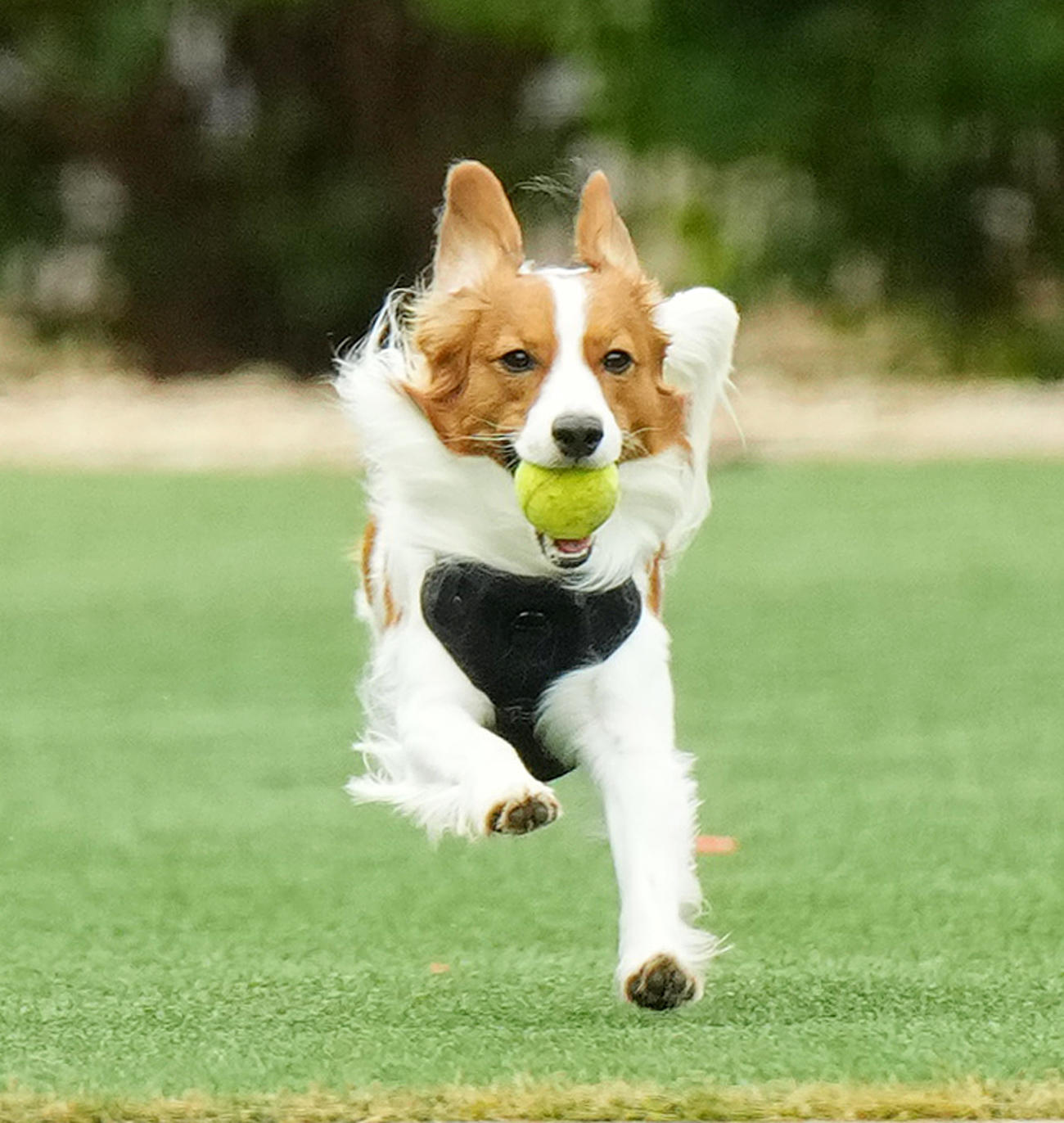キャンプ地で走り回るドジャース大谷の愛犬デコピン（撮影・菅敏）