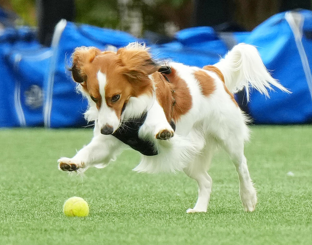 キャンプ地で遊ぶドジャース大谷の愛犬デコピン（撮影・菅敏）