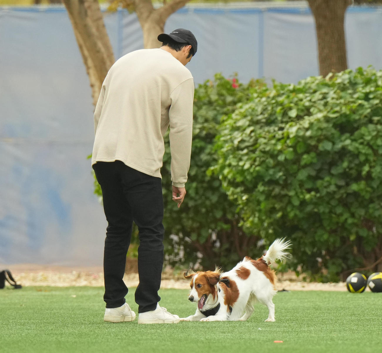 キャンプ地の施設を愛犬デコピンと遊ぶドジャース大谷（撮影・菅敏）