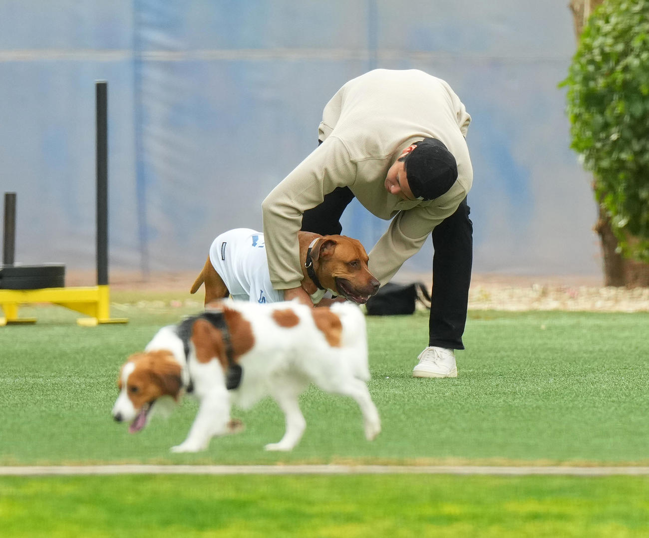キャンプ地で関係者のワンちゃんをなでるドジャース大谷。手前は遊ぶ愛犬デコピン（撮影・菅敏）