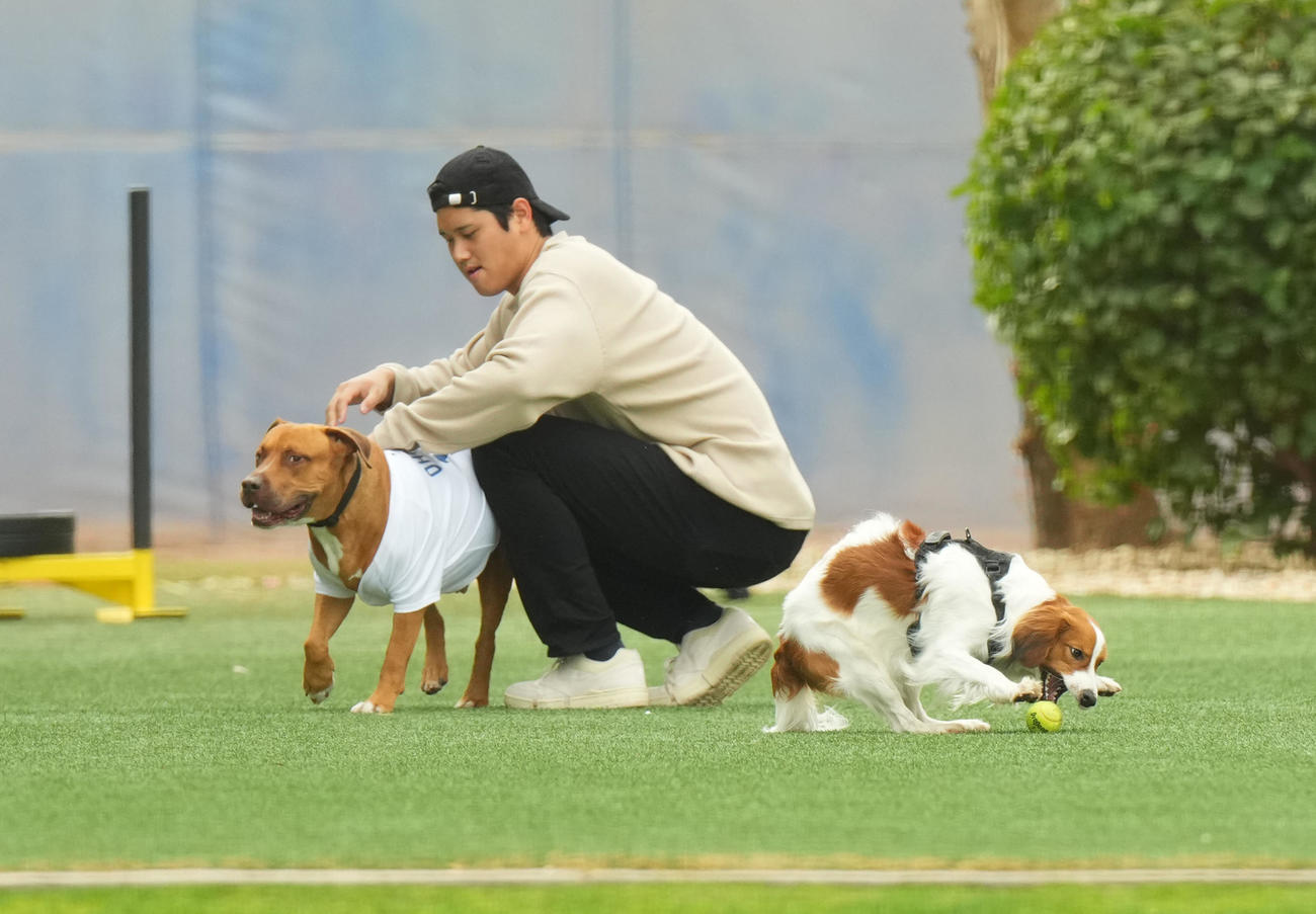 キャンプ地で関係者のワンちゃんをなでるドジャース大谷。手前は遊ぶ愛犬デコピン（撮影・菅敏）
