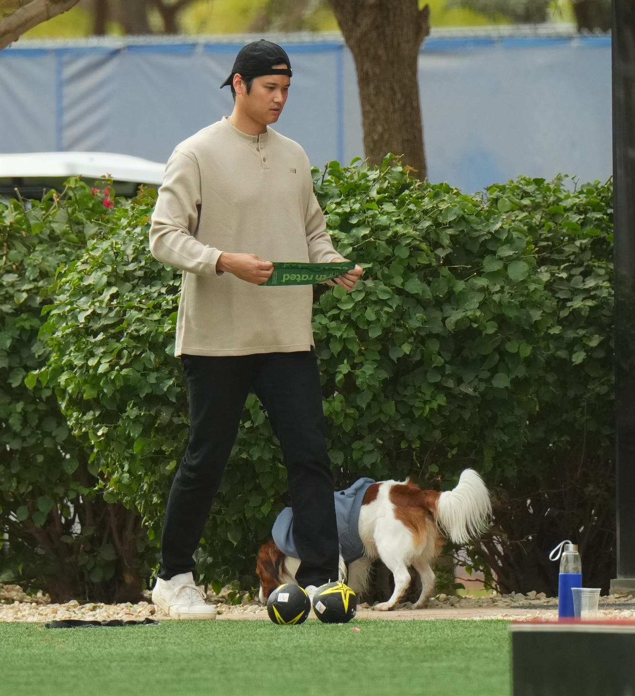 キャンプ地で散歩する愛犬デコピンを横目にプーバックを手にするドジャース大谷（撮影・菅敏）