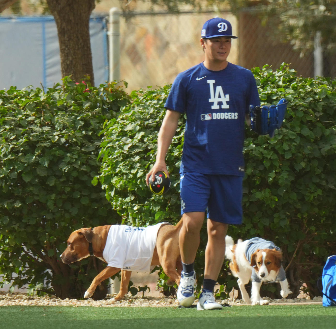 2月9日、キャンプ地で遊ぶ山本の愛犬（左）（撮影・菅敏）