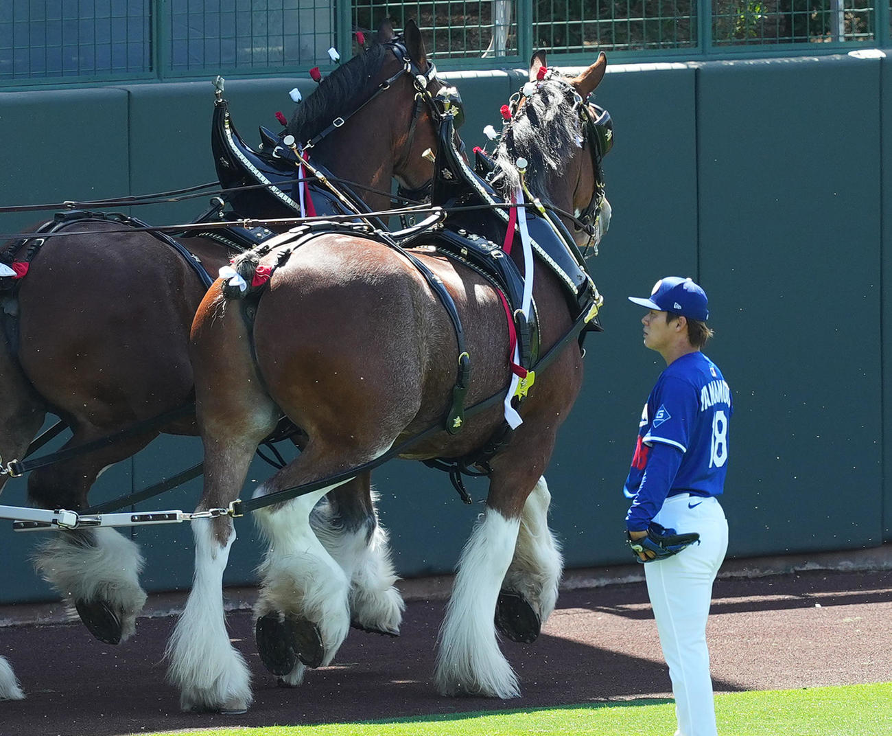 オープン戦・ドジャース対ダイヤモンドバックス　試合前、大きな馬車を引っ張る馬たちを見つめるドジャース山本（撮影・菅敏）