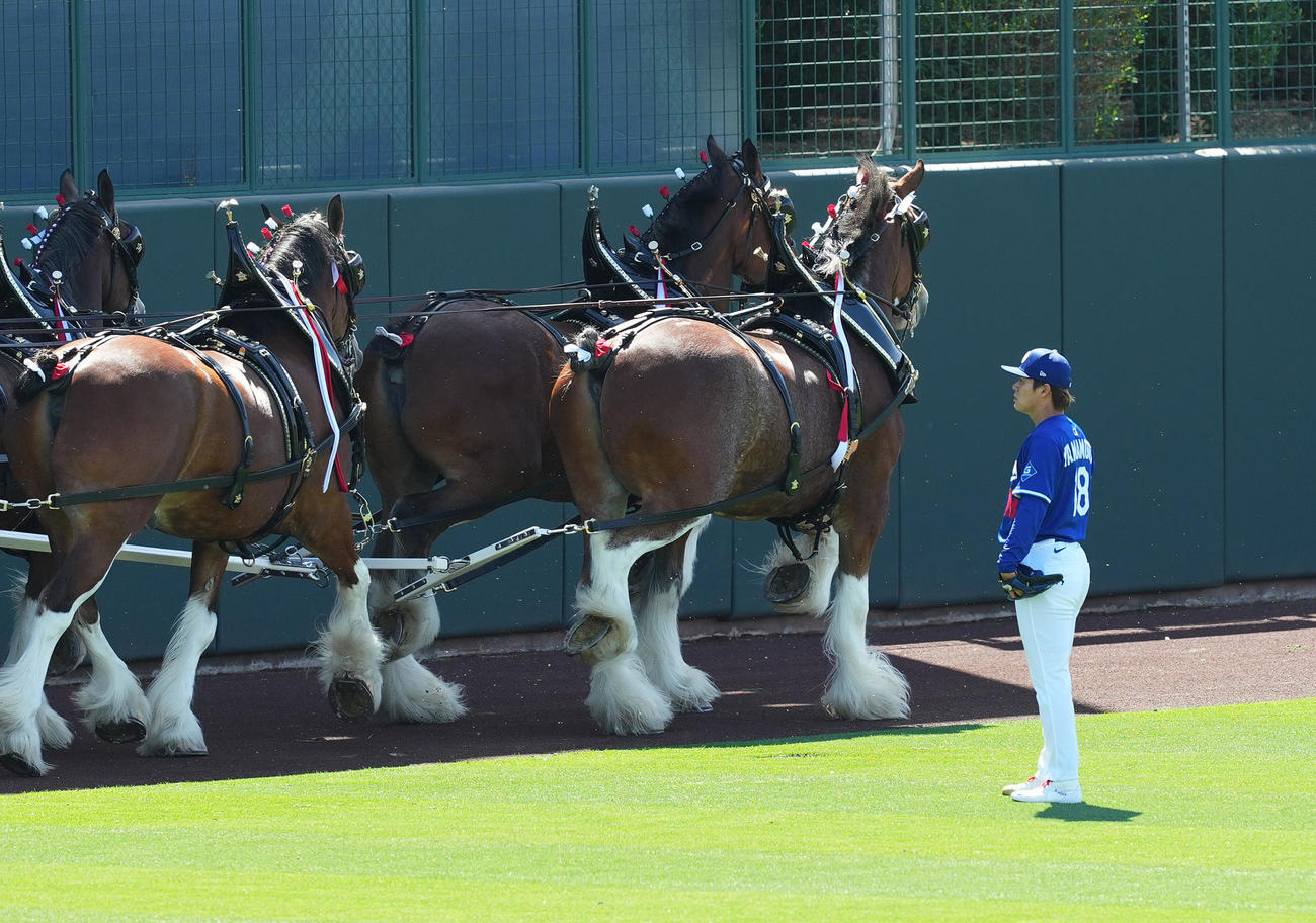 オープン戦・ドジャース対ダイヤモンドバックス　試合前、大きな馬車を引っ張る馬たちを見つめるドジャース山本（撮影・菅敏）