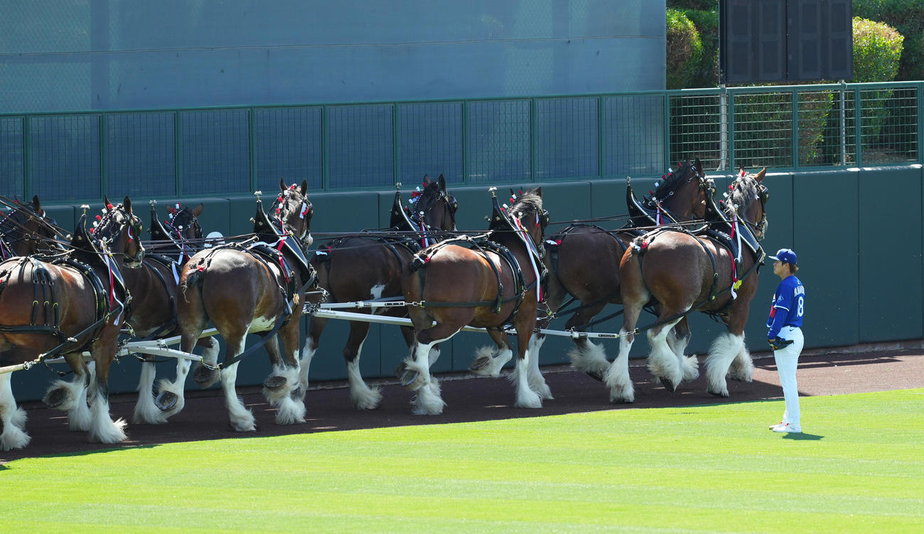 オープン戦・ドジャース対ダイヤモンドバックス　試合前、大きな馬車を引っ張る馬たちを見つめるドジャース山本（撮影・菅敏）