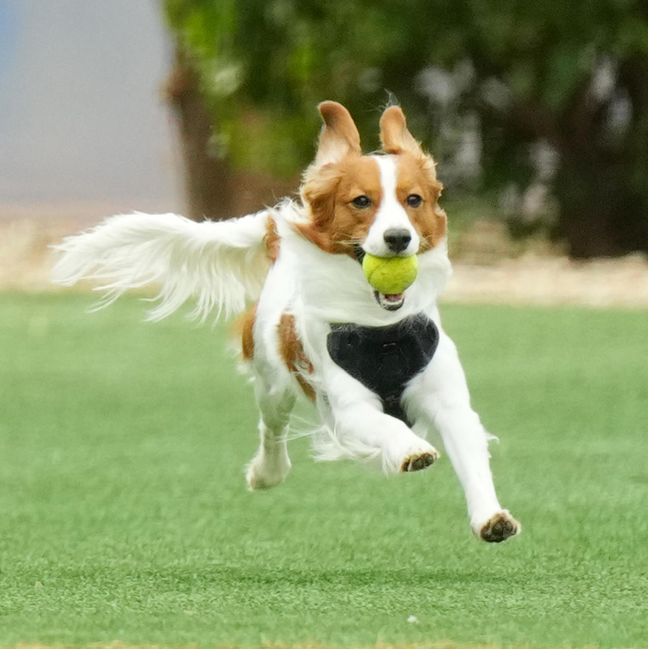 キャンプ地で走り回るドジャース大谷の愛犬デコピン（撮影・菅敏）