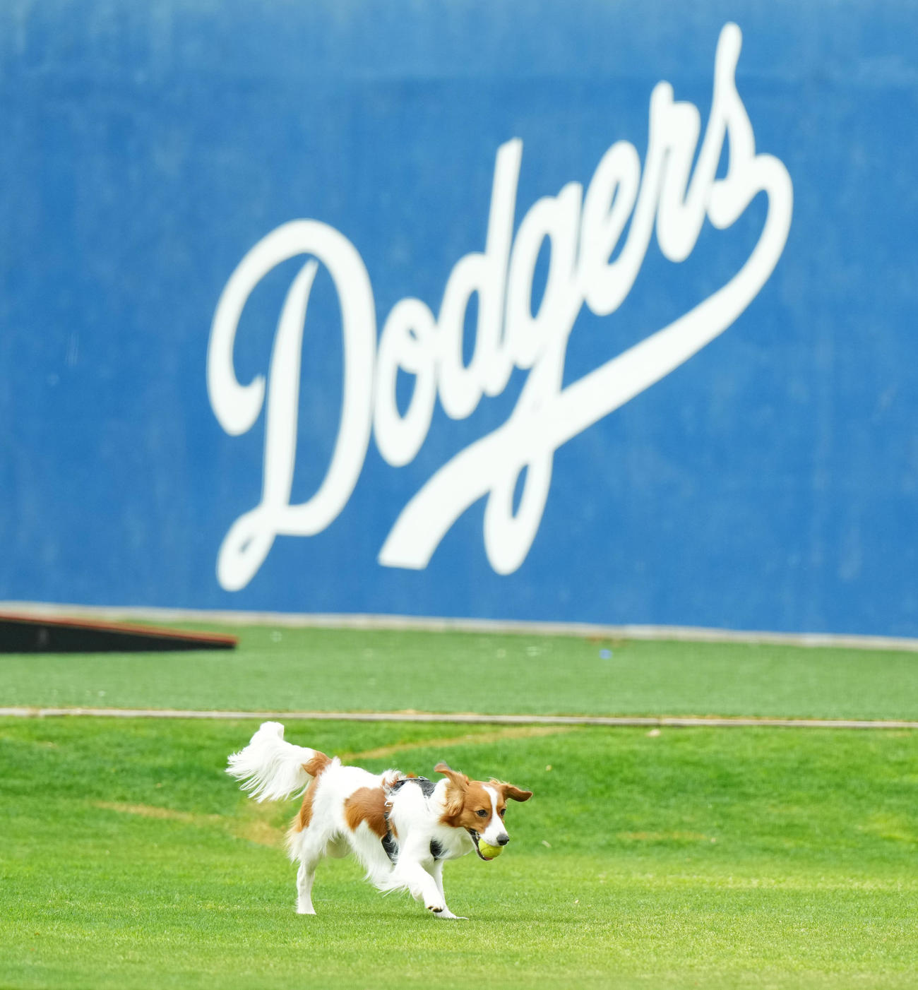 キャンプ地で走り回るドジャース大谷の愛犬デコピン（撮影・菅敏）