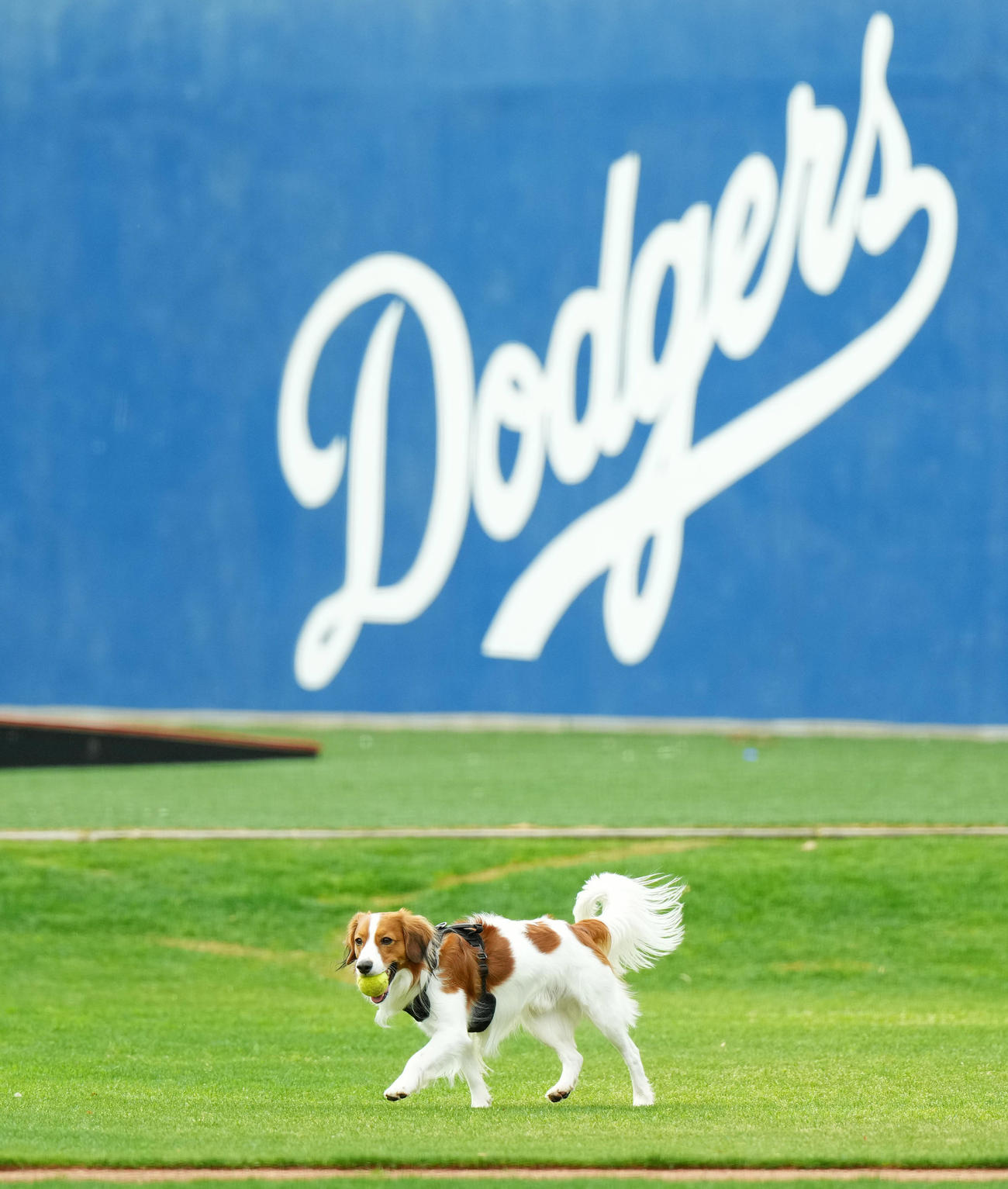 キャンプ地で走り回るドジャース大谷の愛犬デコピン（撮影・菅敏）