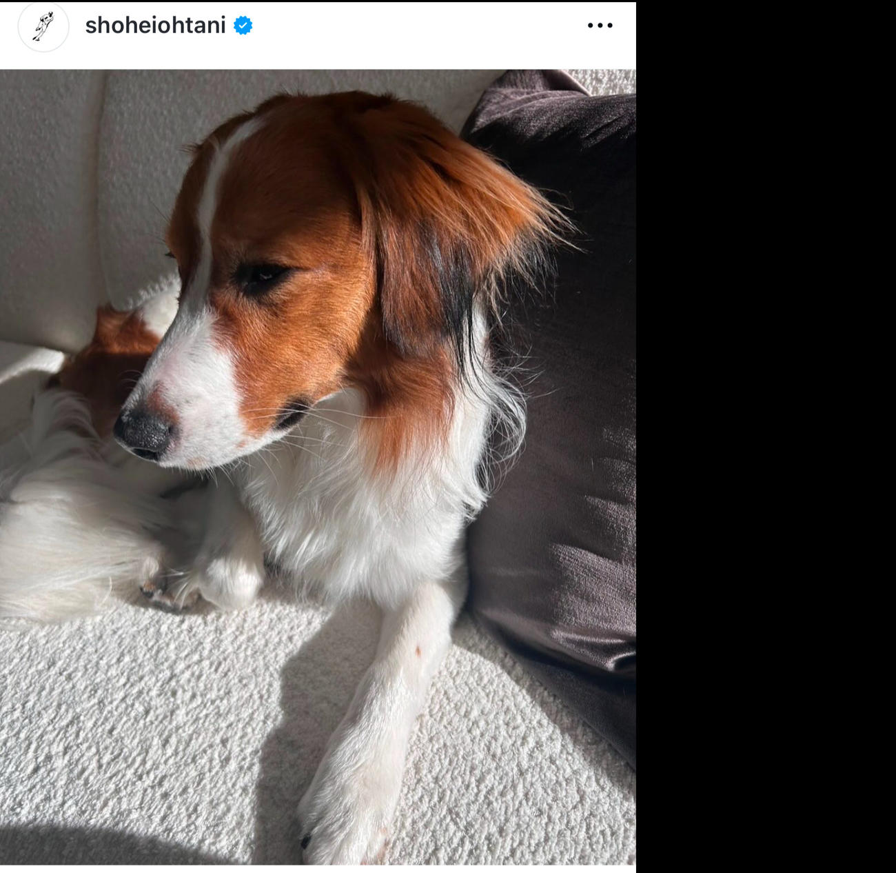 トリミングされた？ドジャース大谷翔平の愛犬のデコピン（大谷翔平のインスタグラムから）