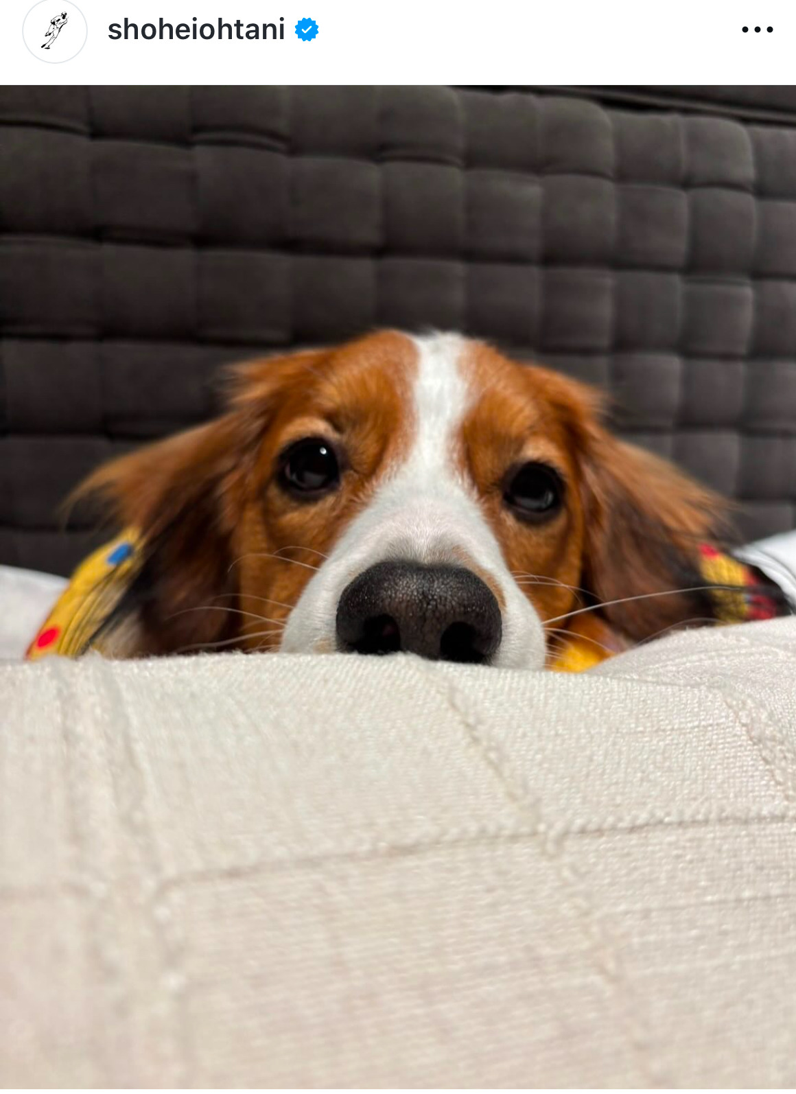 トリミングされた？ドジャース大谷翔平の愛犬のデコピン（大谷翔平のインスタグラムから）