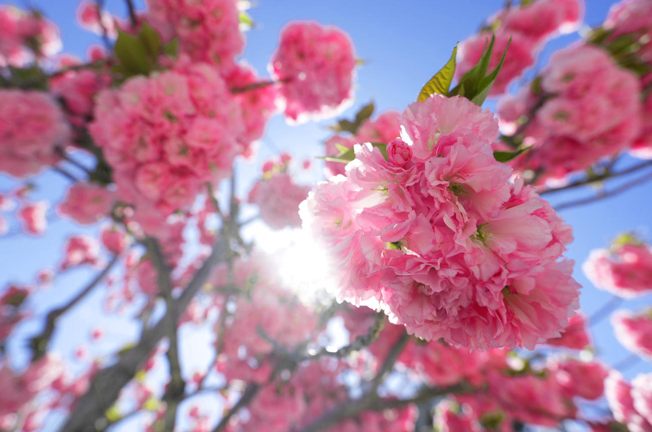 ナショナルズ対ドジャース　ナショナルズパークの満開の桜（撮影・菅敏）