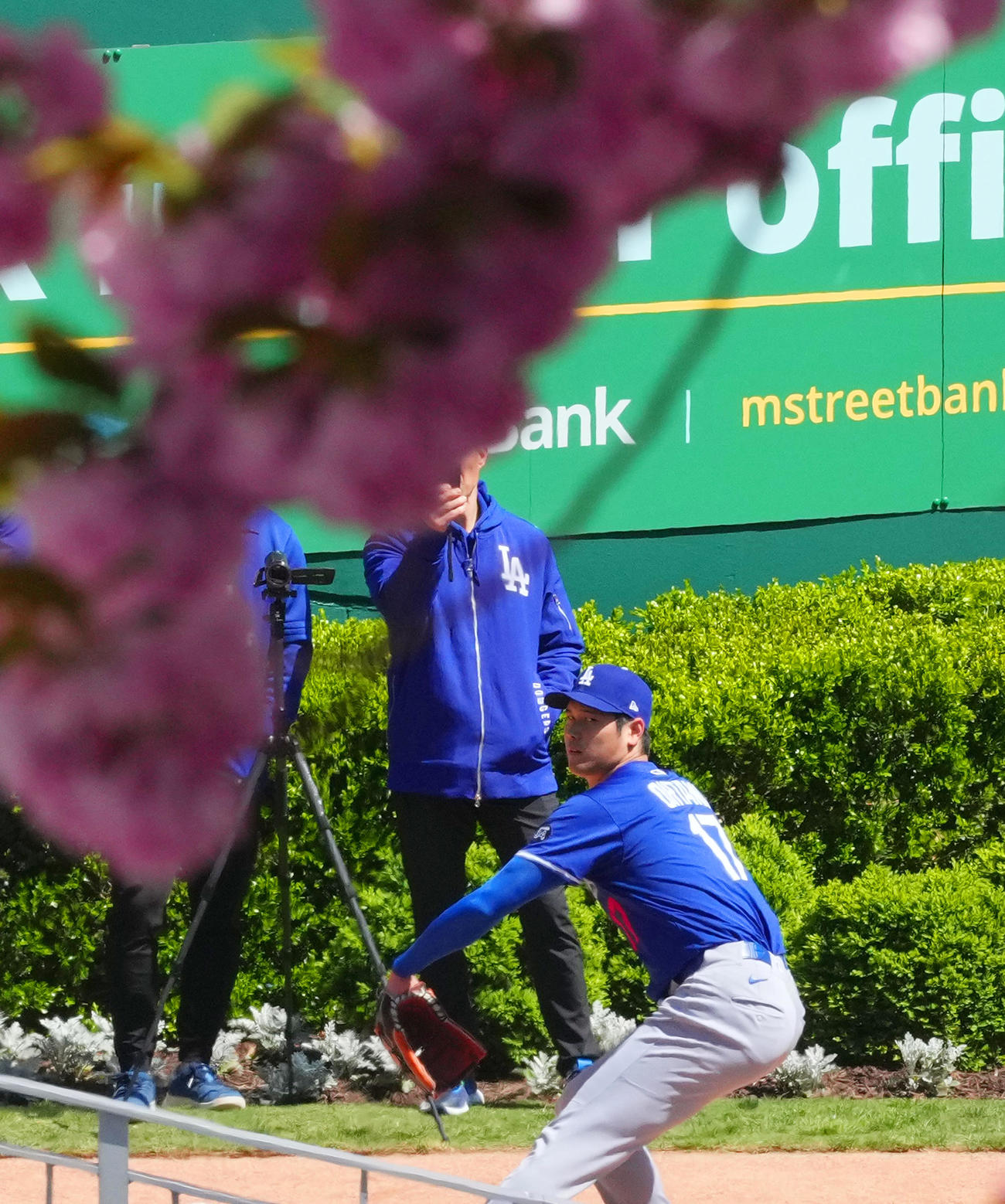 ナショナルズ対ドジャース　試合前、満開の桜を前にブルペンで投球練習をするドジャース大谷（撮影・菅敏）