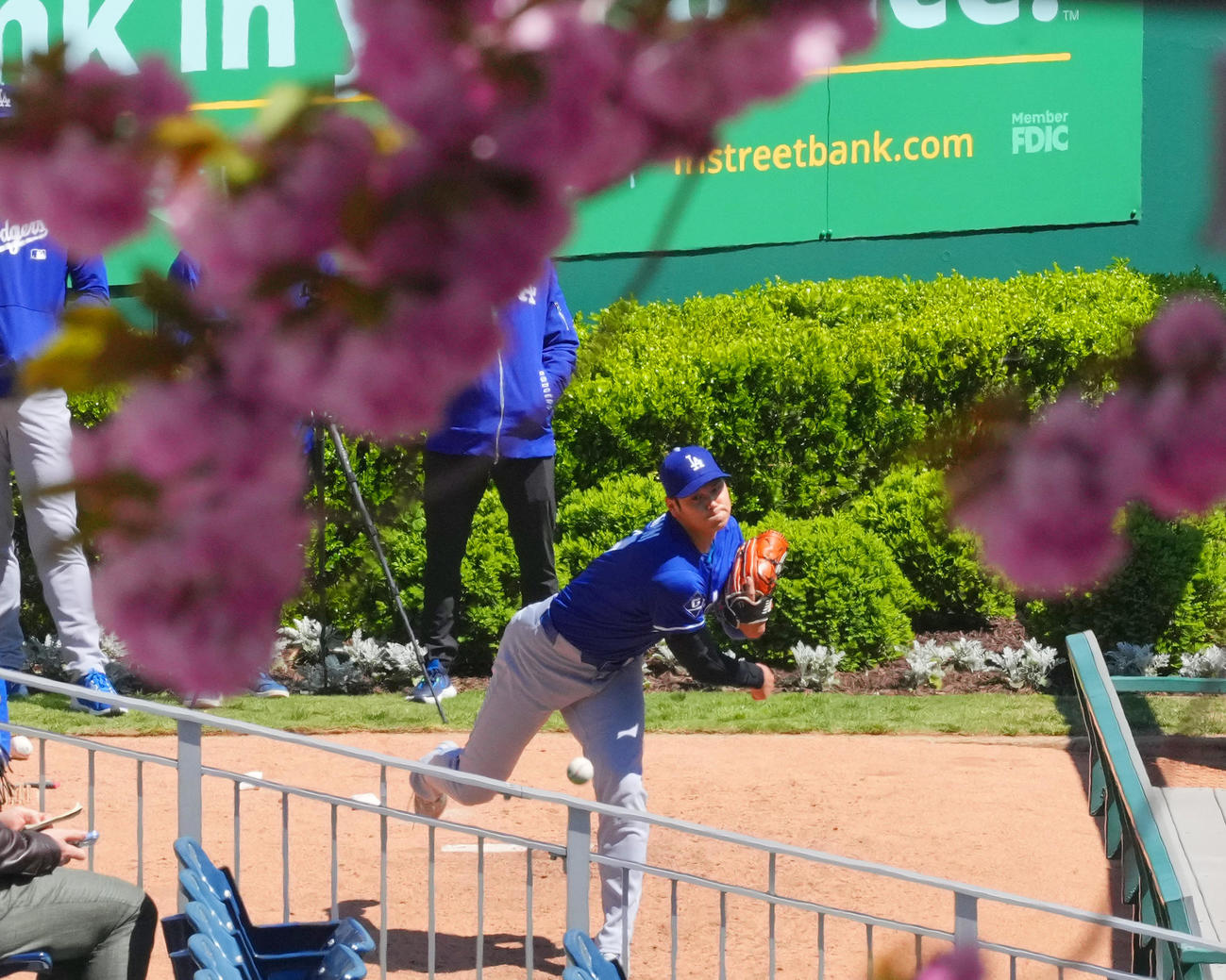 ナショナルズ対ドジャース　試合前、満開の桜を前にブルペンで投球練習をするドジャース大谷（撮影・菅敏）