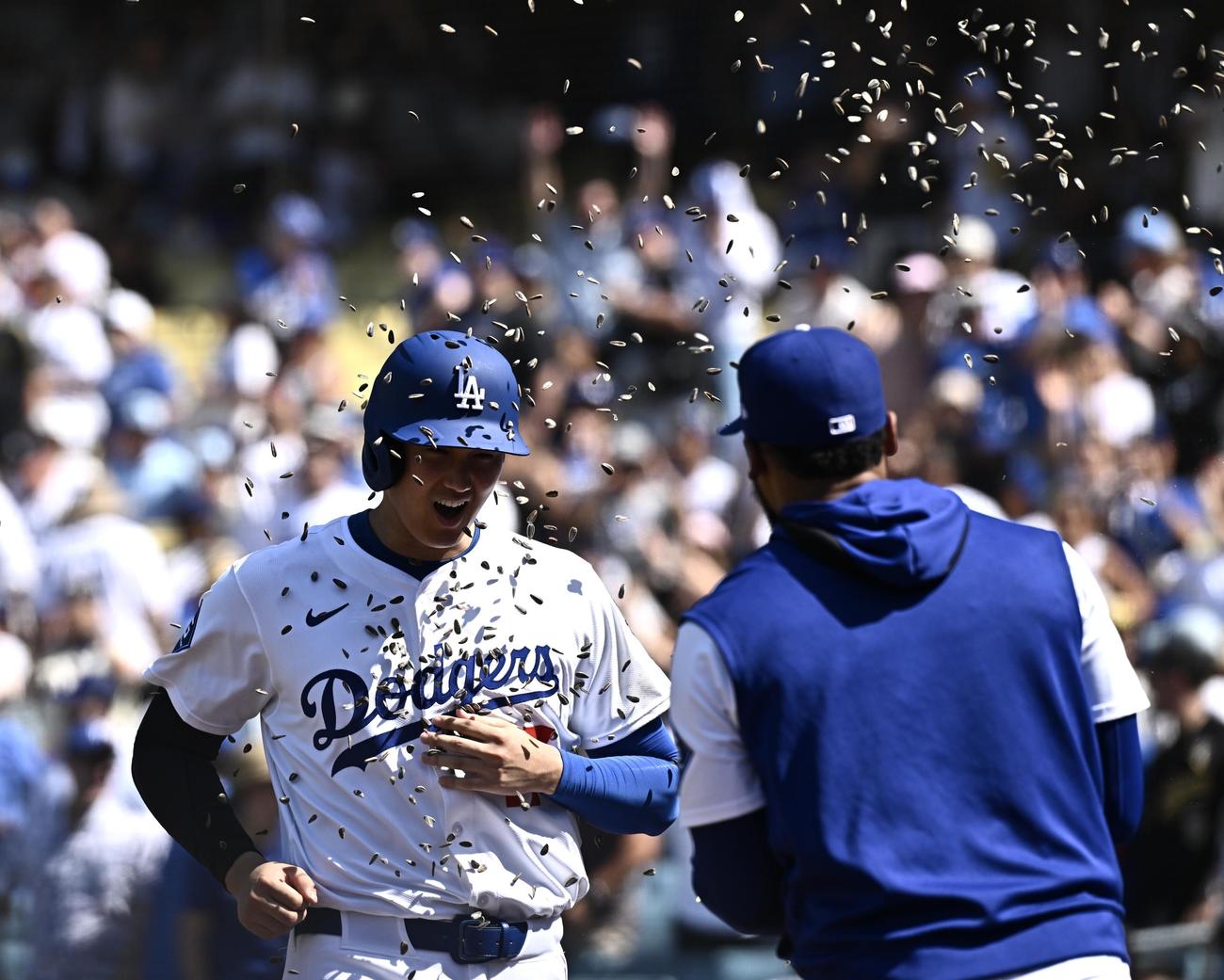 ドジャース対ナショナルズ　8回裏ドジャース1死一塁、2点本塁打を放った大谷（左）はヒマワリの種シャワーで祝福される（撮影・滝沢徹郎）