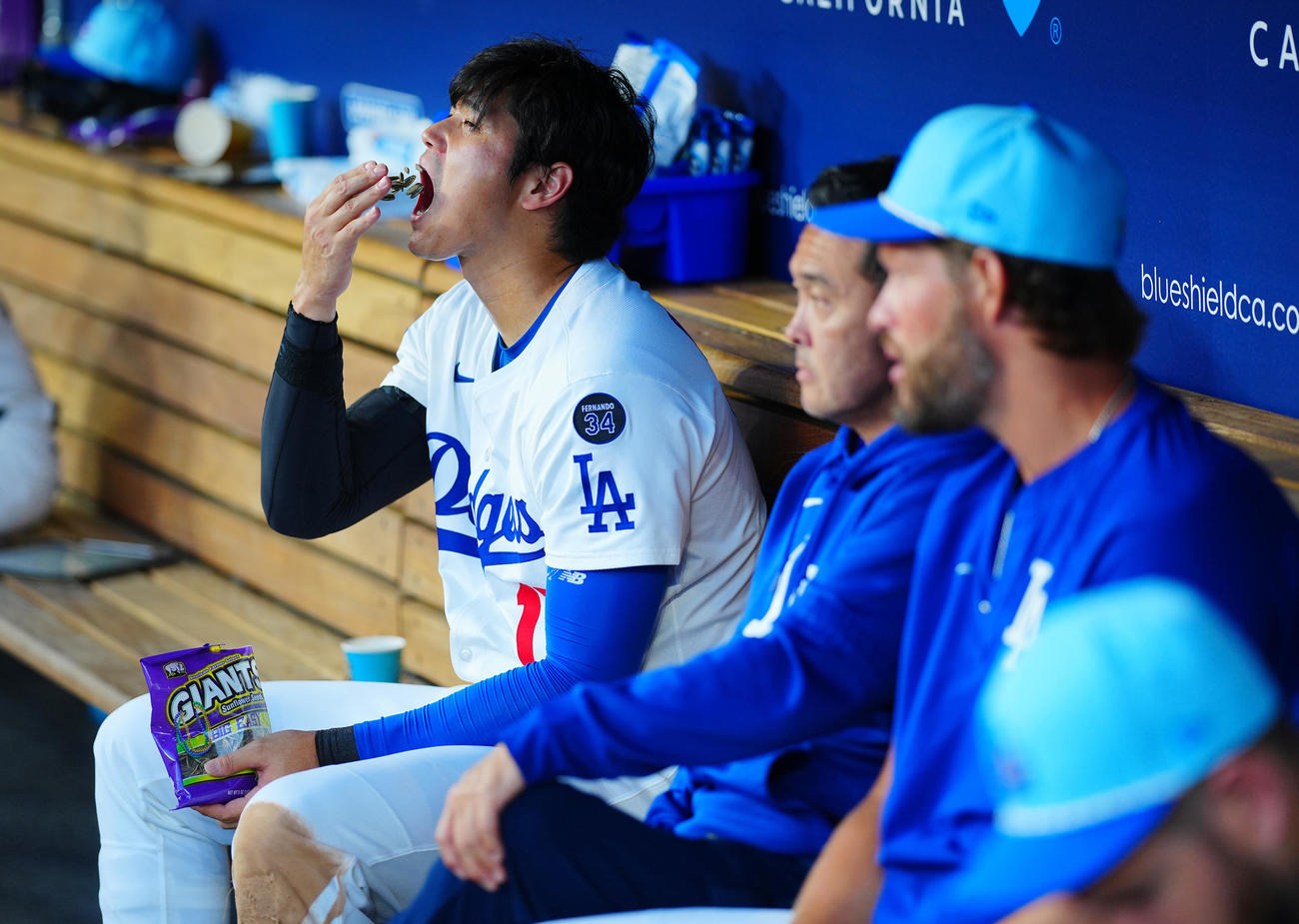 ドジャース対アストロズ　ベンチでヒマワリの種を食べるドジャース大谷（撮影・垰建太）