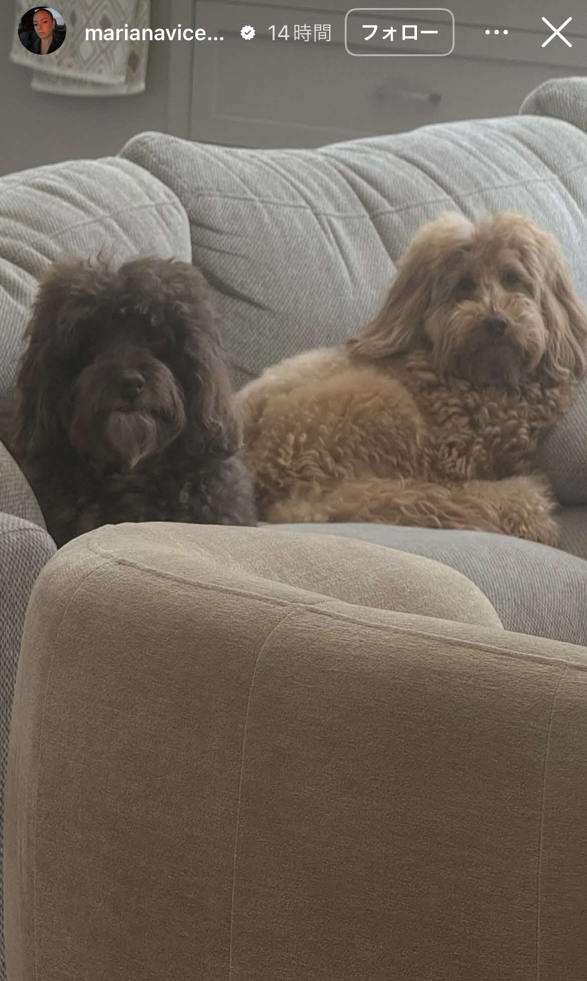 ヘルナンデス家で飼育している愛犬（左から）ゾーナとブルーシー（マリアナ夫人のインスタグラムから）