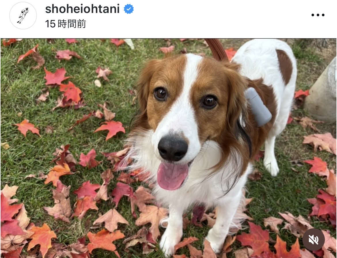 大谷翔平のインスタグラムから