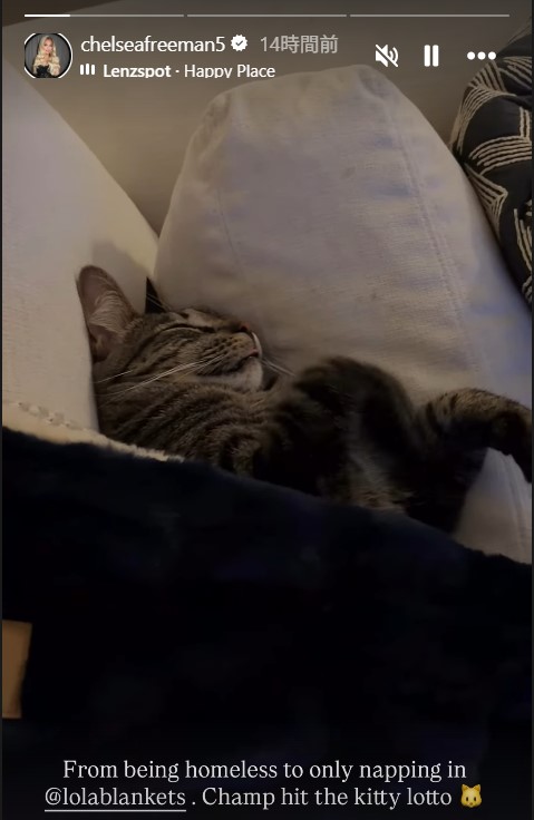 フリーマンの家で飼われる元保護猫チャンプ（フリーマンの妻チェルシー夫人のインスタグラムから）