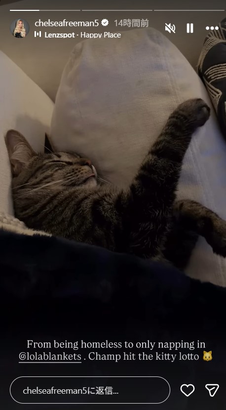 フリーマンの家で飼われる元保護猫チャンプ（フリーマンの妻チェルシー夫人のインスタグラムから）
