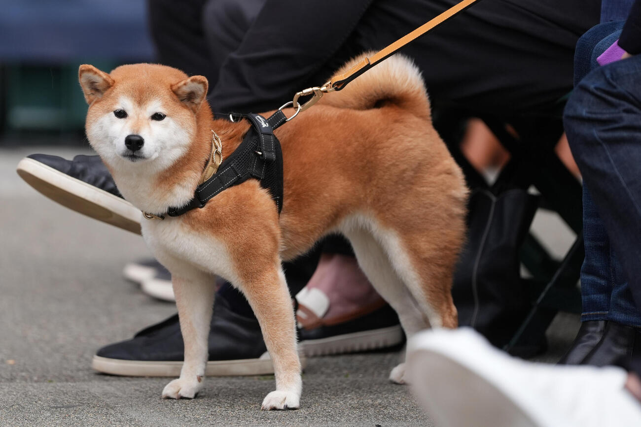 除幕式に参加したイチローさんの愛犬姫弓（AP）