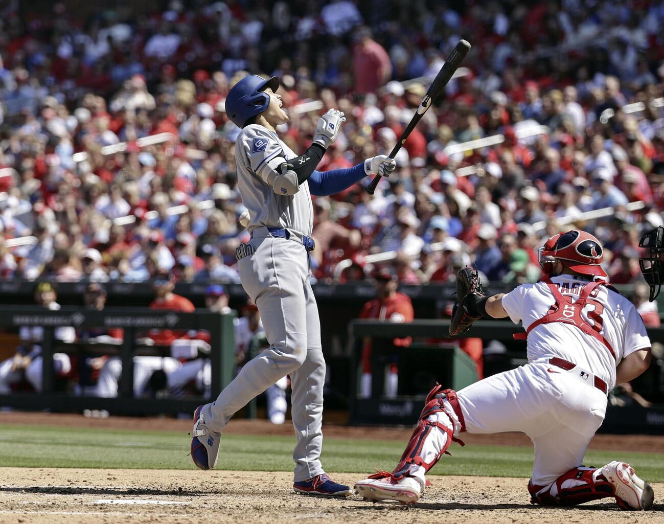カージナルス戦の7回、死球を受けるドジャース大谷＝セントルイス（共同）
