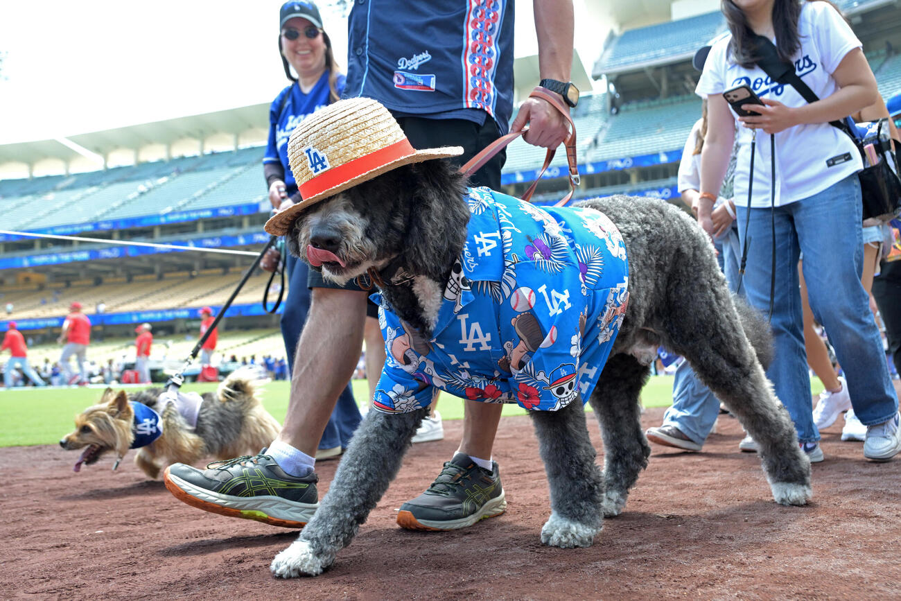 エンゼルス戦のイベントで散歩するファンの愛犬たち（AP）