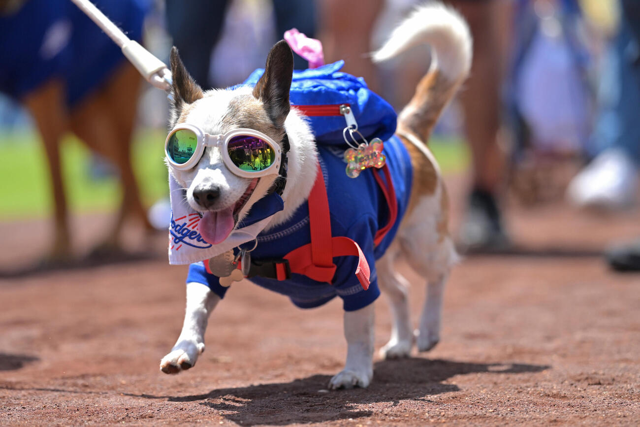 エンゼルス戦のイベントに登場した犬（AP）