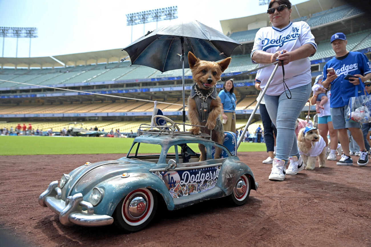 エンゼルス戦のイベントで散歩するファンの愛犬たち（AP）