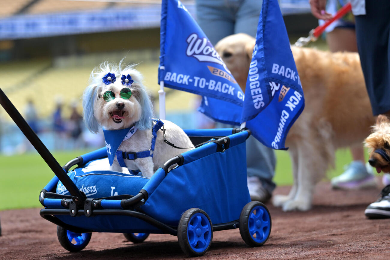 エンゼルス戦のイベントで散歩するファンの愛犬たち（AP）