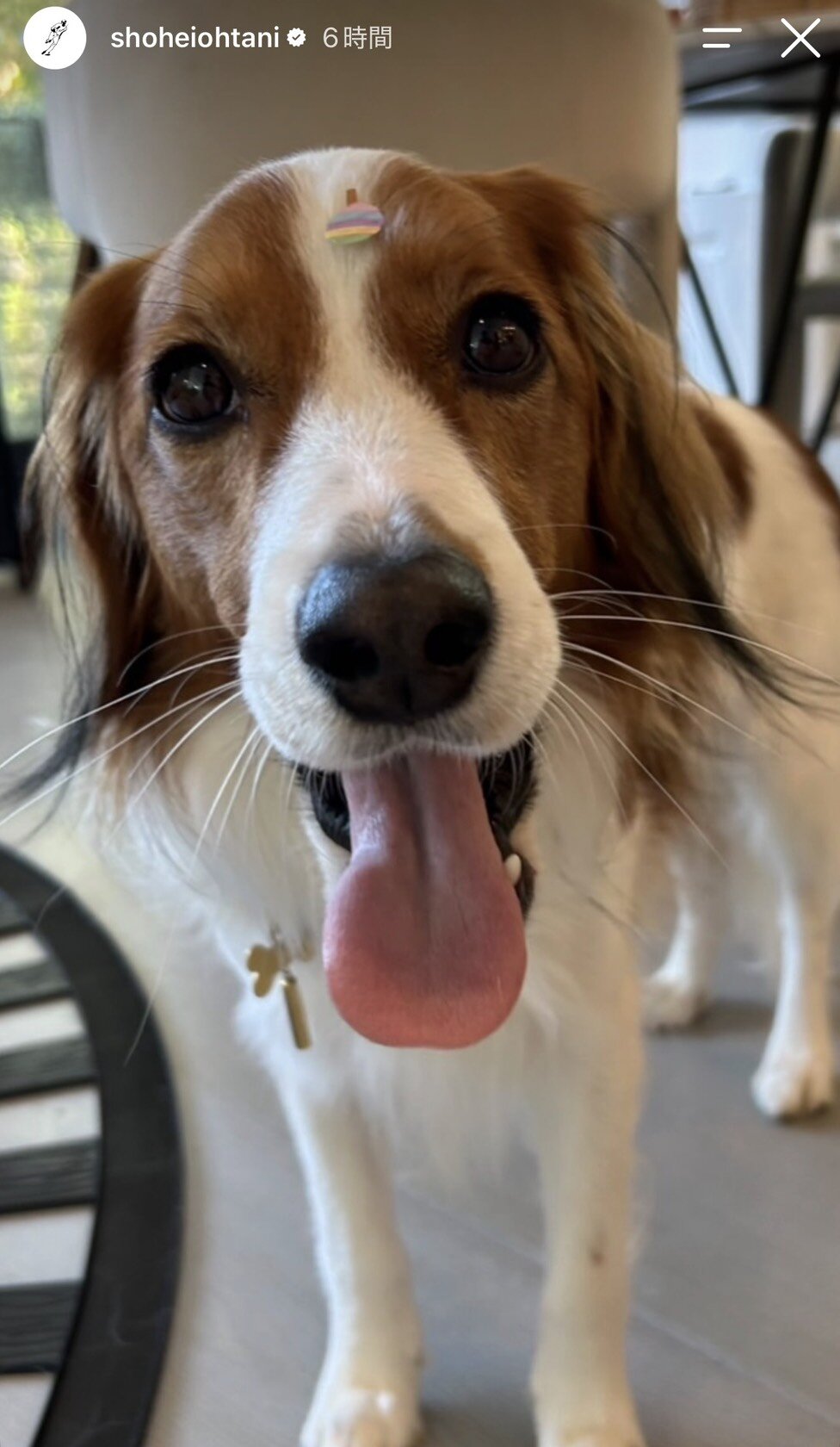 ドジャース大谷翔平投手がインスタグラムに公開した愛犬デコピンの写真