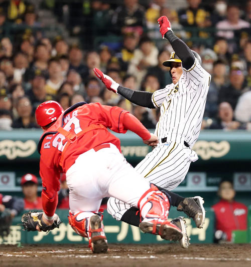 阪神対広島　５回裏阪神２死一塁、一走糸井はロサリオの右越え打で本塁突入もアウトになる、左は会沢（撮影・加藤哉）
