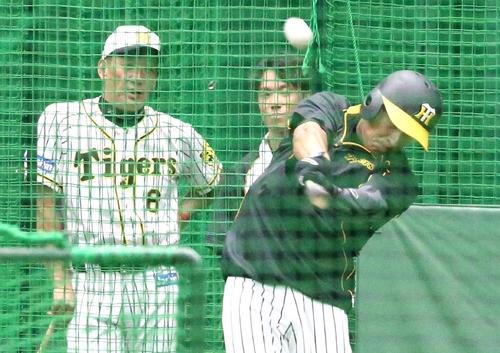 室内練習場でバッティンングするナバーロを見守る金本監督（左）（撮影・上山淳一）