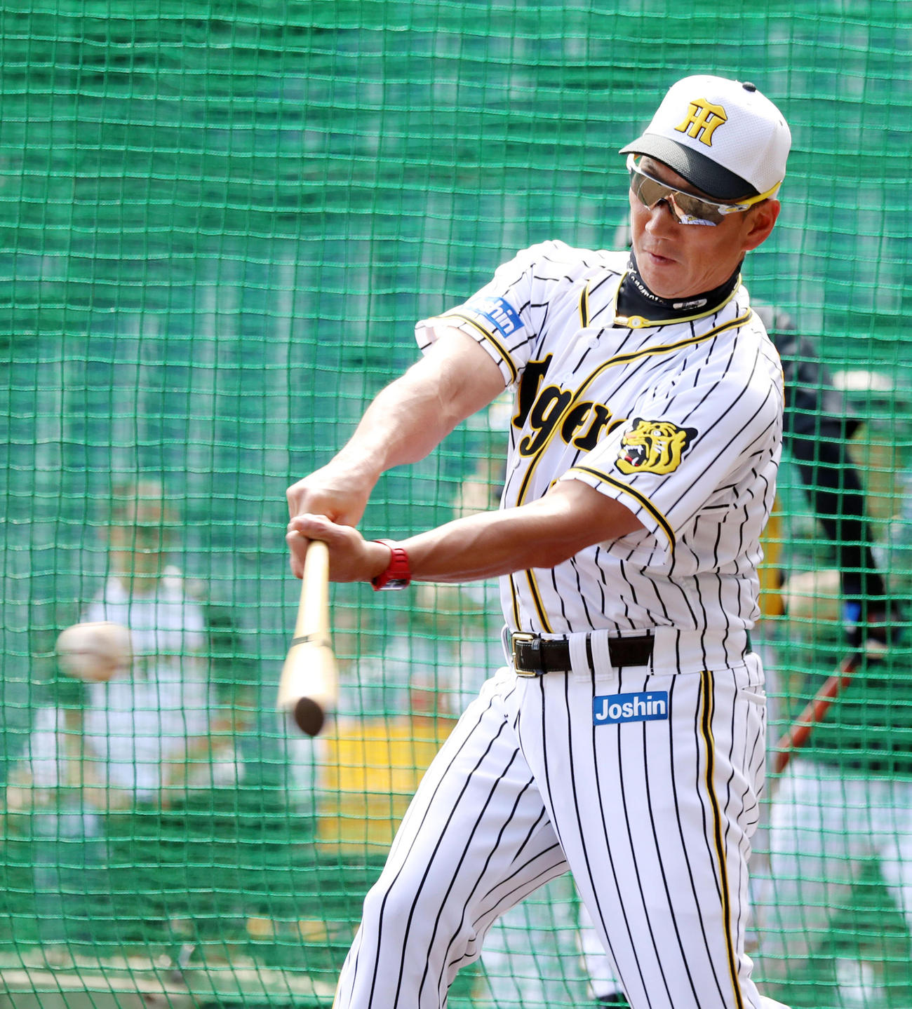 練習でノックを打つ金本監督（撮影・加藤哉）