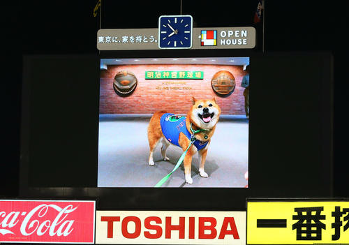 引退するベースボール犬わさび スタンド登場に拍手 プロ野球 日刊スポーツ