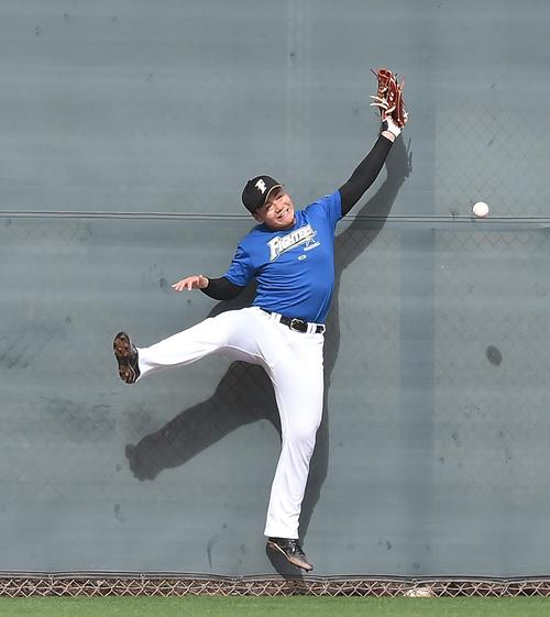 守備練習でフェンス前のボールに飛びつくも捕り逃す日本ハム清宮（撮影・菅敏）