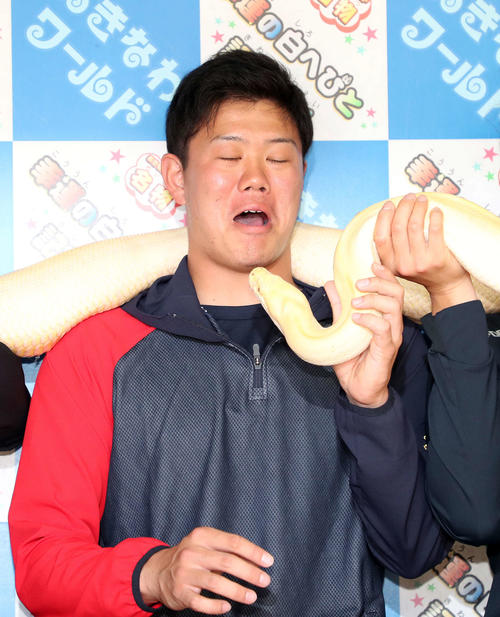 幸運を呼ぶ白へびソルトに近寄られ驚くDeNA上茶谷（撮影・鈴木正人）