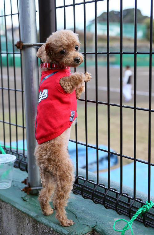 練習を見つめるカープ犬（撮影・栗木一考）