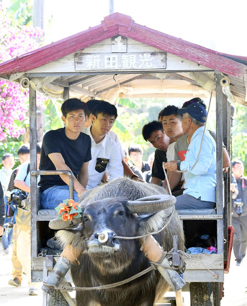 休日で竹富島を訪れ牛車に乗るロッテ藤原（手前左）ら新人選手（撮影・滝沢徹郎）