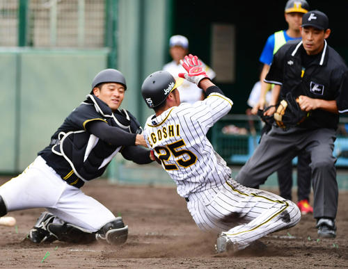 紅白戦　4回裏白組1死一、三塁、大山の右飛で右翼手板山が本塁送球しタッチアップした江越をアウトにする（撮影・清水貴仁）