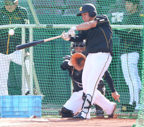 梅野隆太郎は、チームに合流し、フリー打撃で汗を流す（撮影・上山淳一）
