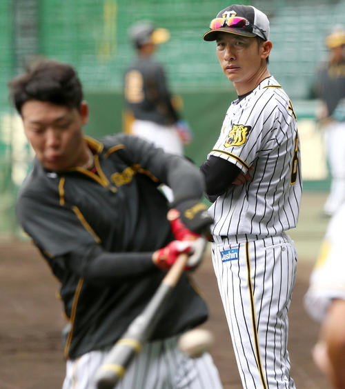 阪神対広島　試合前、大山（手前）打撃練習を見つめた矢野監督（撮影・上山淳一）