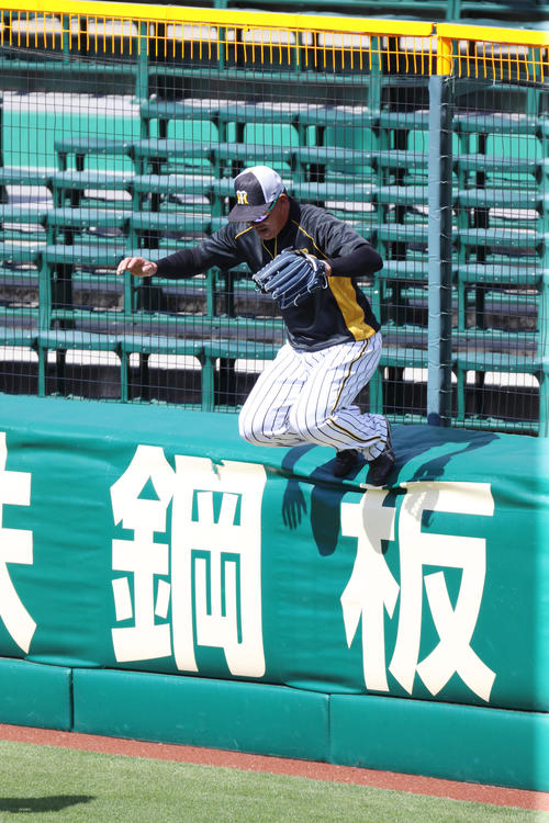 阪神対ヤクルト　練習中、外野フェンスに昇った福留はジャンプして降りる（撮影・加藤哉）