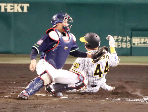 阪神対ヤクルト　4回裏阪神1死一、二塁、二走梅野は木浪の右前打で生還、捕手中村（撮影・加藤哉）