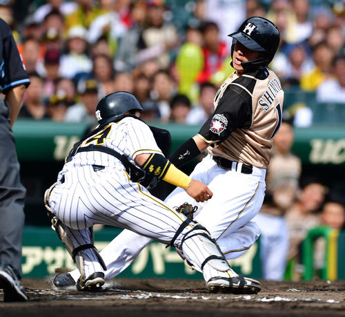 7回表日本ハム1死一塁、中田の左中間二塁打で一塁から本塁を狙った清水は捕手梅野にタッチされアウトとなる（撮影・清水貴仁）