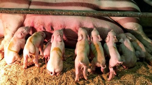 金足農で飼育している豚が、ベスト4を決めた18日に、9匹の子豚を産んだ（読者提供＝18年8月18日）