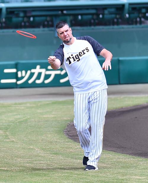 フライングディスクを使ってトレーニングする阪神メッセンジャー（撮影・上田博志）
